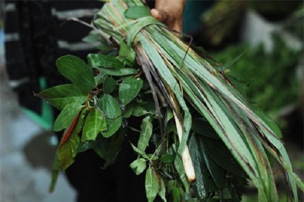 Lá cây xông trị bệnh sổ mũi.